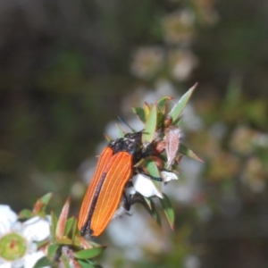 Castiarina nasuta at Nerriga, NSW - 6 Jan 2023