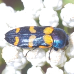 Castiarina livida (Jewel Beetle) at Towrang, NSW - 7 Jan 2023 by Harrisi