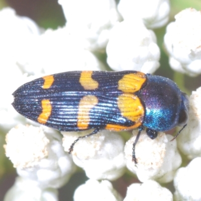 Castiarina livida (Jewel Beetle) at Towrang, NSW - 7 Jan 2023 by Harrisi