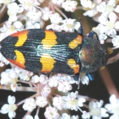 Castiarina sexplagiata (Jewel beetle) at Morton National Park - 7 Jan 2023 by Harrisi