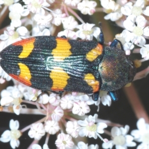 Castiarina sexplagiata at Bundanoon, NSW - 7 Jan 2023