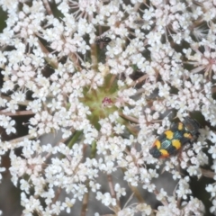 Castiarina sexplagiata at Bundanoon, NSW - 7 Jan 2023 02:03 PM