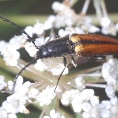 Elateridae (family) (Unidentified click beetle) at Bundanoon, NSW - 7 Jan 2023 by Harrisi