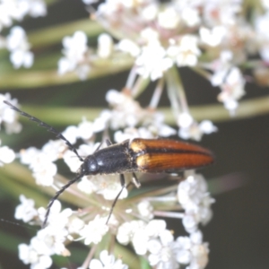 Elateridae (family) at Bundanoon, NSW - 7 Jan 2023 02:09 PM