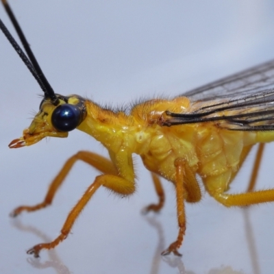 Unidentified Green Lacewing (Chrysopidae) at Wellington Point, QLD - 3 Jan 2023 by TimL