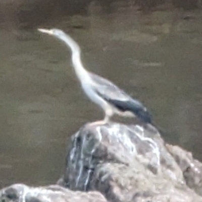 Anhinga novaehollandiae (Australasian Darter) at Molonglo Valley, ACT - 5 Jan 2023 by stofbrew