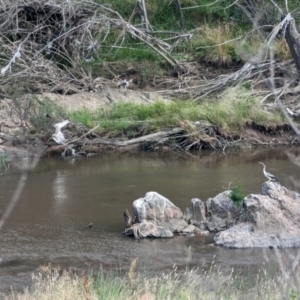 Anhinga novaehollandiae at Molonglo Valley, ACT - 6 Jan 2023