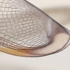 Unidentified Lacewing (Neuroptera) at Wellington Point, QLD - 2 Jan 2023 by TimL