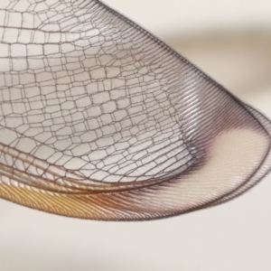 Unidentified Lacewing (Neuroptera) (TBC) at suppressed by TimL