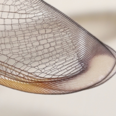 Unidentified Lacewing (Neuroptera) at Wellington Point, QLD - 2 Jan 2023 by TimL