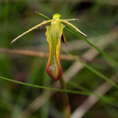 Cryptostylis subulata (Cow Orchid) at Wingecarribee Local Government Area - 7 Jan 2023 by Aussiegall