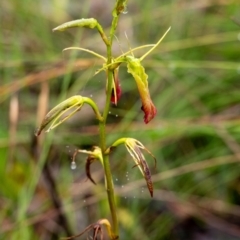 Cryptostylis subulata at Bundanoon, NSW - suppressed