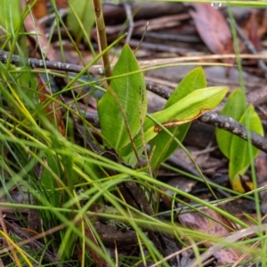 Cryptostylis subulata at Bundanoon, NSW - suppressed