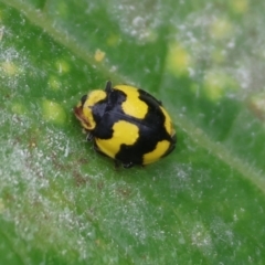 Illeis galbula (Fungus-eating Ladybird) at Pambula, NSW - 3 Jan 2023 by KylieWaldon