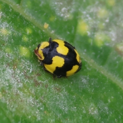 Illeis galbula (Fungus-eating Ladybird) at Pambula, NSW - 2 Jan 2023 by KylieWaldon