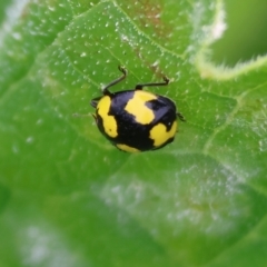 Illeis galbula at Pambula, NSW - 3 Jan 2023 08:20 AM