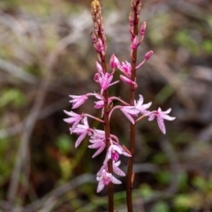 Dipodium roseum (Rosy Hyacinth Orchid) at Leaver Park - 7 Jan 2023 by Aussiegall