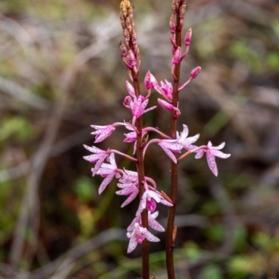 Dipodium roseum (Rosy Hyacinth Orchid) at Leaver Park - 7 Jan 2023 by Aussiegall