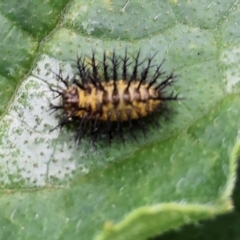 Epilachna sp. (genus) (a ladybird beetle) at Pambula, NSW - 3 Jan 2023 by KylieWaldon