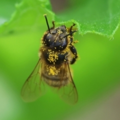 Unidentified Bee (Hymenoptera, Apiformes) at Pambula, NSW - 2 Jan 2023 by KylieWaldon