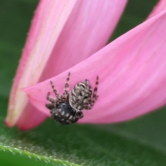 Unverified Spider at Pambula, NSW - 3 Jan 2023 by KylieWaldon
