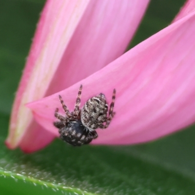 Unidentified Spider (Araneae) at Pambula, NSW - 2 Jan 2023 by KylieWaldon