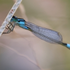 Ischnura heterosticta (Common Bluetail Damselfly) at Pambula, NSW - 3 Jan 2023 by KylieWaldon