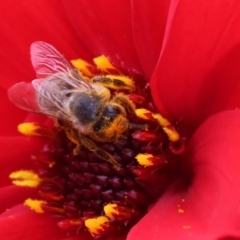 Apiformes (informal group) (Unidentified bee) at Pambula, NSW - 3 Jan 2023 by KylieWaldon