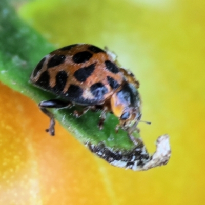 Epilachna sp. (genus) (a ladybird beetle) at Pambula, NSW - 2 Jan 2023 by KylieWaldon