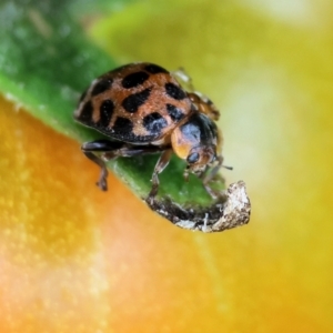 Epilachna sp. (genus) at Pambula, NSW - 3 Jan 2023 08:11 AM