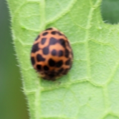 Epilachna sp. (genus) at Pambula, NSW - 3 Jan 2023