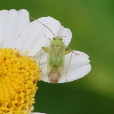 Taylorilygus apicalis (Brockenbacked Bug) at Pambula, NSW - 3 Jan 2023 by KylieWaldon