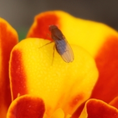 Unidentified True fly (Diptera) at Pambula, NSW - 2 Jan 2023 by KylieWaldon