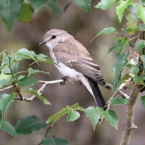 Microeca fascinans at Nethercote, NSW - 2 Jan 2023