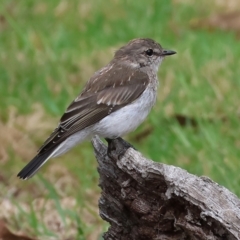 Microeca fascinans at Nethercote, NSW - 2 Jan 2023 03:25 PM