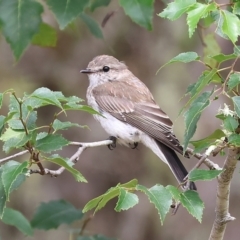 Microeca fascinans at Nethercote, NSW - 2 Jan 2023