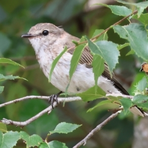 Microeca fascinans at Nethercote, NSW - 2 Jan 2023