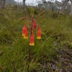 Blandfordia nobilis (Christmas Bells) at Bundanoon, NSW - 7 Jan 2023 by Aussiegall