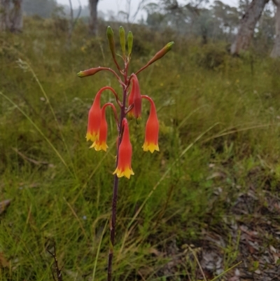 Blandfordia nobilis (Christmas Bells) at Bundanoon - 7 Jan 2023 by Aussiegall