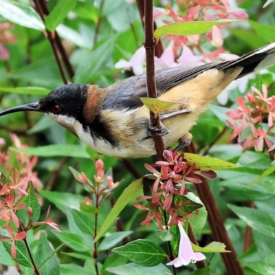 Acanthorhynchus tenuirostris (Eastern Spinebill) at Nethercote, NSW - 2 Jan 2023 by KylieWaldon