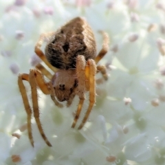 Unidentified Spider (Araneae) at Pambula Beach, NSW - 1 Jan 2023 by KylieWaldon