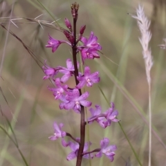 Dipodium roseum (Rosy Hyacinth Orchid) at Ben Boyd National Park - 1 Jan 2023 by KylieWaldon