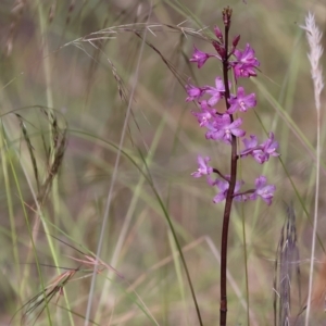 Dipodium roseum at Pambula Beach, NSW - suppressed