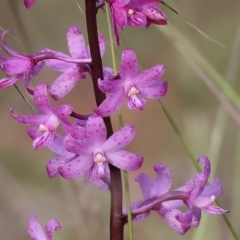 Dipodium roseum at Pambula Beach, NSW - 2 Jan 2023