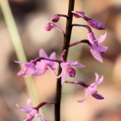 Dipodium roseum at Pambula Beach, NSW - 2 Jan 2023