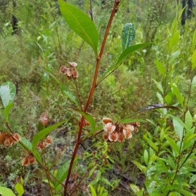 Dodonaea triquetra (Large-leaf Hop-Bush) at Bundanoon, NSW - 6 Jan 2023 by Aussiegall