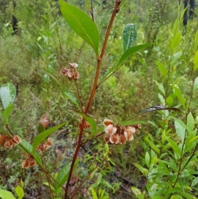 Dodonaea triquetra (Large-leaf Hop-Bush) at Bundanoon, NSW - 7 Jan 2023 by Aussiegall