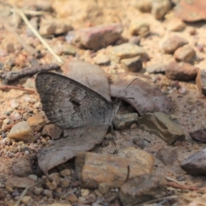 Geitoneura klugii at Cook, ACT - 7 Jan 2023 02:39 PM