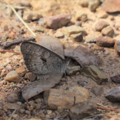 Geitoneura klugii (Marbled Xenica) at Cook, ACT - 7 Jan 2023 by Tammy