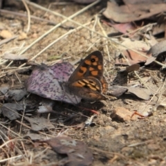 Geitoneura klugii at Cook, ACT - 7 Jan 2023 02:39 PM